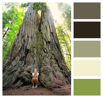 Redwood Giant Redwood Sequoia Image